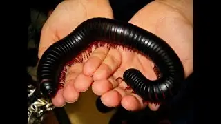 Des iules dans ma pi&egrave;ce d'&eacute;levage ? !