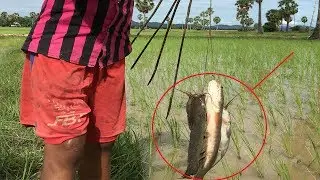 Awesome Bamboo Hooks Fishing In Cambodia,Catch A Lot Of Fishs,How To Use Bamboo Hooks Fishing.