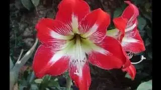 las flores mas hermosas del mundo top 25