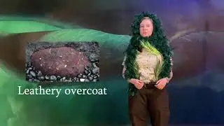 Yaquina Minute: The Camouflaged World of Chitons
