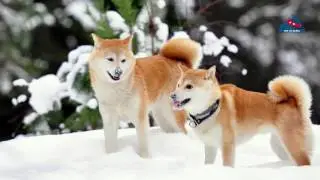 Top 10 Most Expensive Dog Breeds in the World - Top Of Nepal