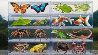 I am hunting for insects in the garden I found a Tarantula, Cameleon, Leaf Insect, Frog, Gold fish..