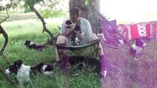 Pfeifkommandos für Hütehunde Teil3