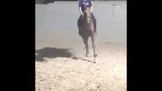 حصه المتدربين الجدد في مربط nine.horses ما شاء الله🔥🐎❤️