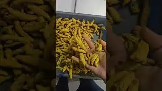 Turmeric finger wholesale #erode #salem #turmeric #wholesale #contact @+918940021034