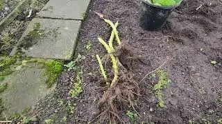 Digging up the Brussel sprouts #Brodie #Brussel 