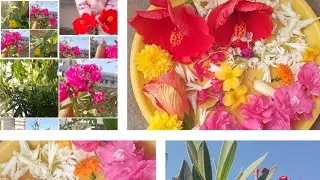 🌿୧୮ ଜାନୁଆରୀ ୨୦୨୬🌿//🌿 ଆଜି ମୋ ବଗିଚାରୁ ବହୁତ ସୁନ୍ଦର ସୁନ୍ଦର ଫୁଲ ତୋଳି ଥିଲି ପୂଜା ପାଇଁ 🙏🌷