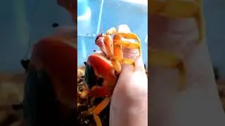 AMAZING Pet crab 🦀