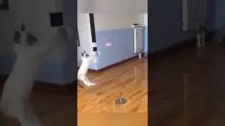 Ninja Cat Showing that ball toy whose boss