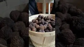 How we use wild walnuts as food! #wildfood #foraging #offgridliving