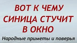 Синица стучит в окно: к чему это?! Народные поверья.