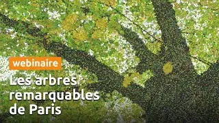 WEBINAIRE - Les arbres remarquables de Paris