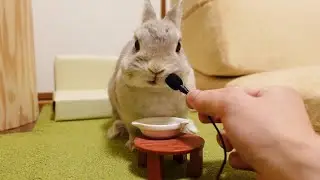 【ASMR】うさぎさんの独特なお食事作法にマイク持って密着してたら、お水ぶちまけられた