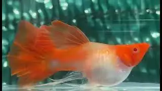 Super Red Koi Lace Long Fin Fancy Guppy Eating Baby Brine Shrimp in Viewing Box Imported to the USA