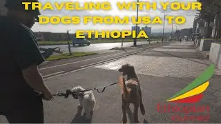 Taking Juni & Penny for a Walk + How to Fly Dogs from the USA to Ethiopia (Quick Guide)🐶🐶