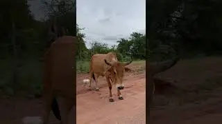 Botswana #popular #cattle #breed #trending #africa