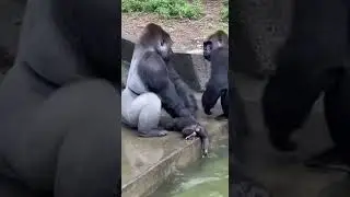 Live Recording of Parenting Disagreement Between Gorilla Couple at the Pool