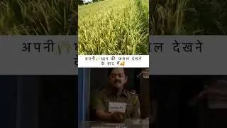 dhan🌾👳..#chhattisgarh #farming #ternding #chhttisgarhi