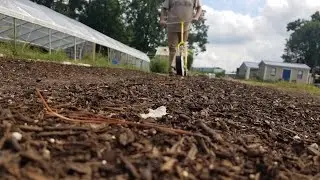 JP-1 Jang Seeder to direct seed arugula...our first time.