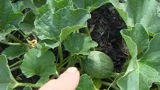 watermelon or pumpkin ?...which is which ?