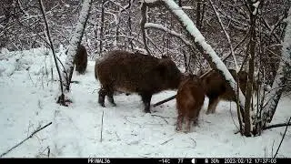 🐗 кабанчики резвятся 🐽 dappled boar / trail cam sjcam m50 #6