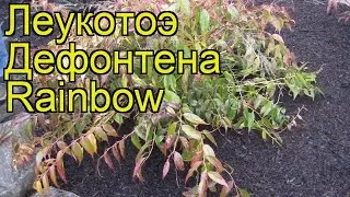 Леукотоэ дефонтена Рэйнбоу. Краткий обзор, описание характеристик leucothoe fontanesiana Rainbow