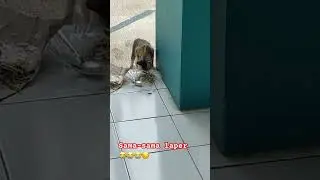 Kucing lapar #kucingkampung #kucingoren