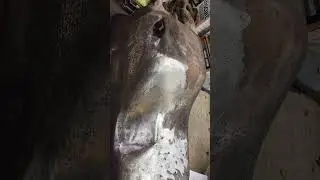 AMC 360 oil pan. cleaning the rust..