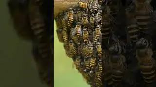 Bees #nature #ytshorts #animal #sub #love #youtuber