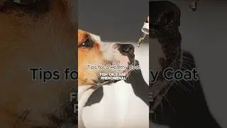Boost Your Pet's Coat Health with Diet and Supplements | Dr. Sean McPeck