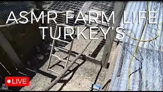 ASMR LIVE Backyard Farm Life