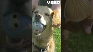 Adorable Pet Transformation: From Loyal Dog to Guardian Spirit