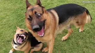 GERMAN SHEPHERD JERICHO WRESTLING DOG PARK 2021