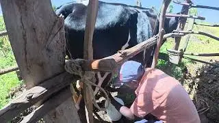 Как в деревне доят коров без аппарата.