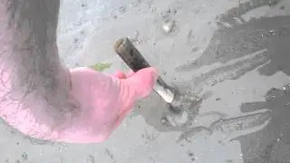 Catching Razor Clams in Jersey Channel Islands