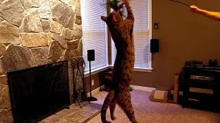 High jumping cat!
