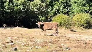 ORGOSOLO MONTES - Sardegna