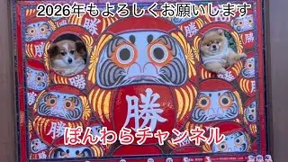 【ポメラニアンとパピヨン】2026年もよろしくお願い致します☺️#ポメラニアン #パピヨン #dog 