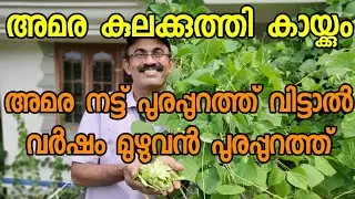 അമര നിറയെ കായകൾ ഉണ്ടാകാൻ ചെയ്യേണ്ട വളപ്രയോഗവും, കീടനിയന്ത്രണവും/Amara cultivation