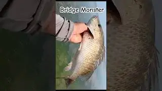 Bridge Monster #fishing