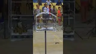 coleiro rc22 campe&atilde;o 2018