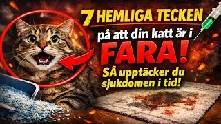 7 HEMLIGA tecken på att din katt är i FARA 🙀 SÅ upptäcker du sjukdomen i tid!