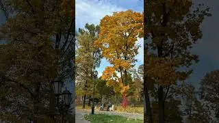 #осень #осеннеенастроение #осенниелистья  #золотаяосень #уют #fallvibes #autumnmood #naturelovers