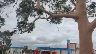 Nice tree's here 