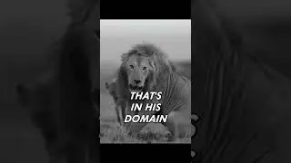 Lion Mentality #motivation #motivationalspeech #changeyourlife #motivation #lionmentality  #success