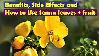 Health Benefits Of Senna Leaves | Side Effects and How to Use Senna Leaves + Fruit