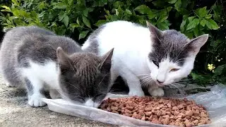 Feeding Our Beautiful Cat And Her Kitten