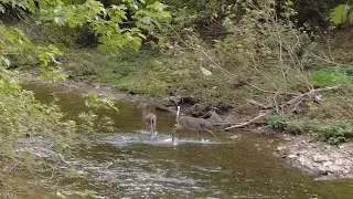 AUTUMN IN PHILADELPHIA (Pennypack Park Trail Walk)