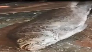 Live Fish Cutting Skills:Coral Fish vs KNIFE
