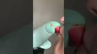 New trick for the blue chicken 💙🥰 #parrot #talkingbirds #funnyparrot #indianringneck #funnypets